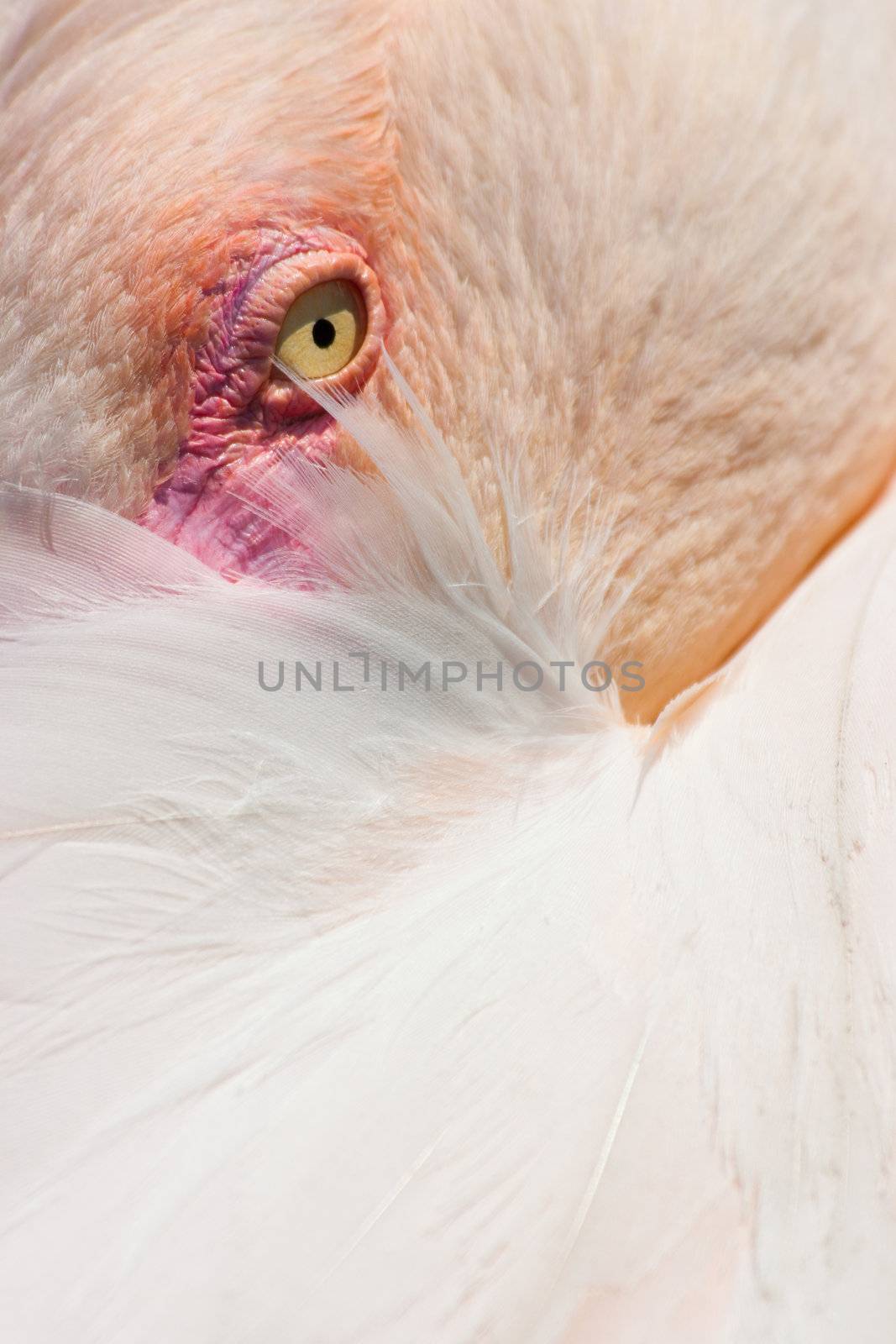Closeup of an adult female flamingo
