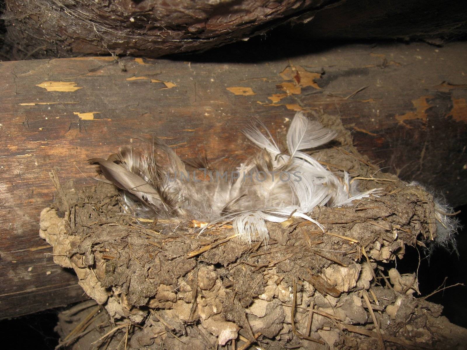 Nest of a swallow with feathers by alexmak