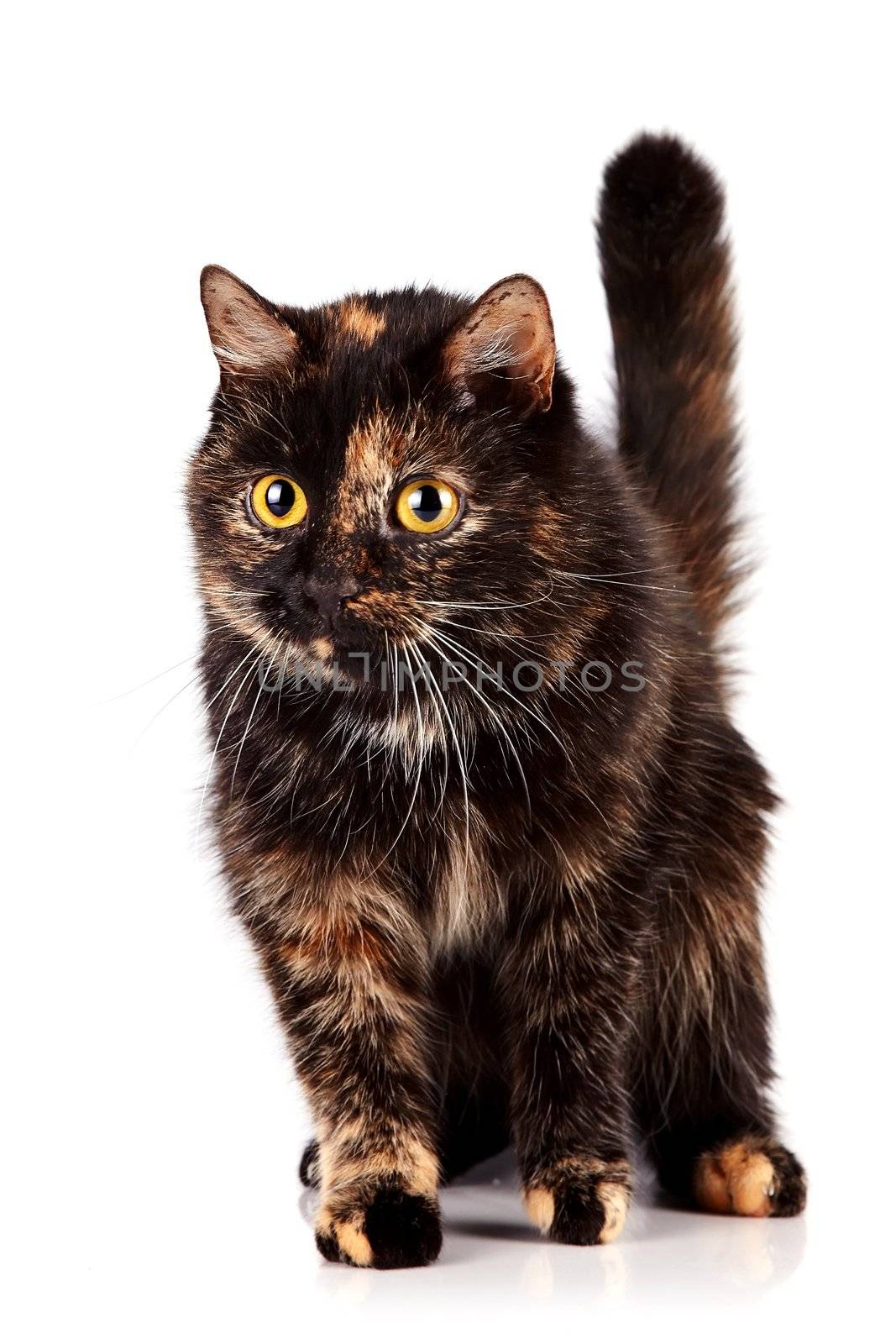 Cat on a white background