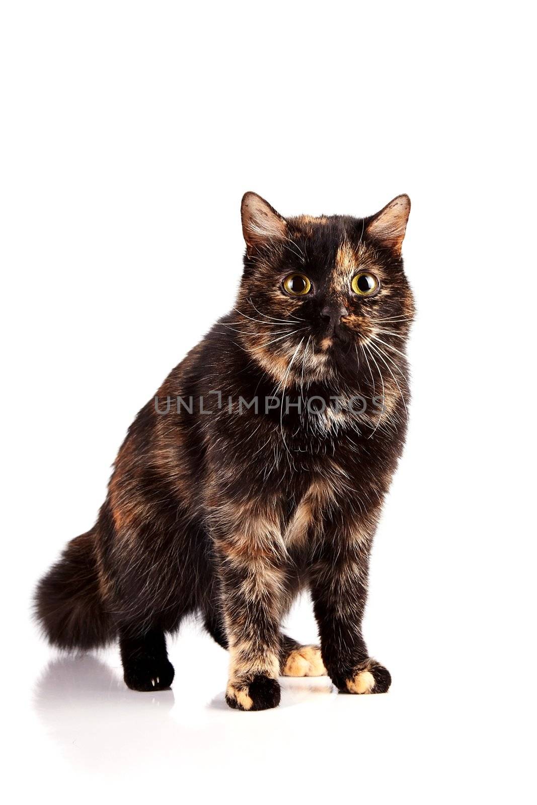 Multi-colored cat on a white background