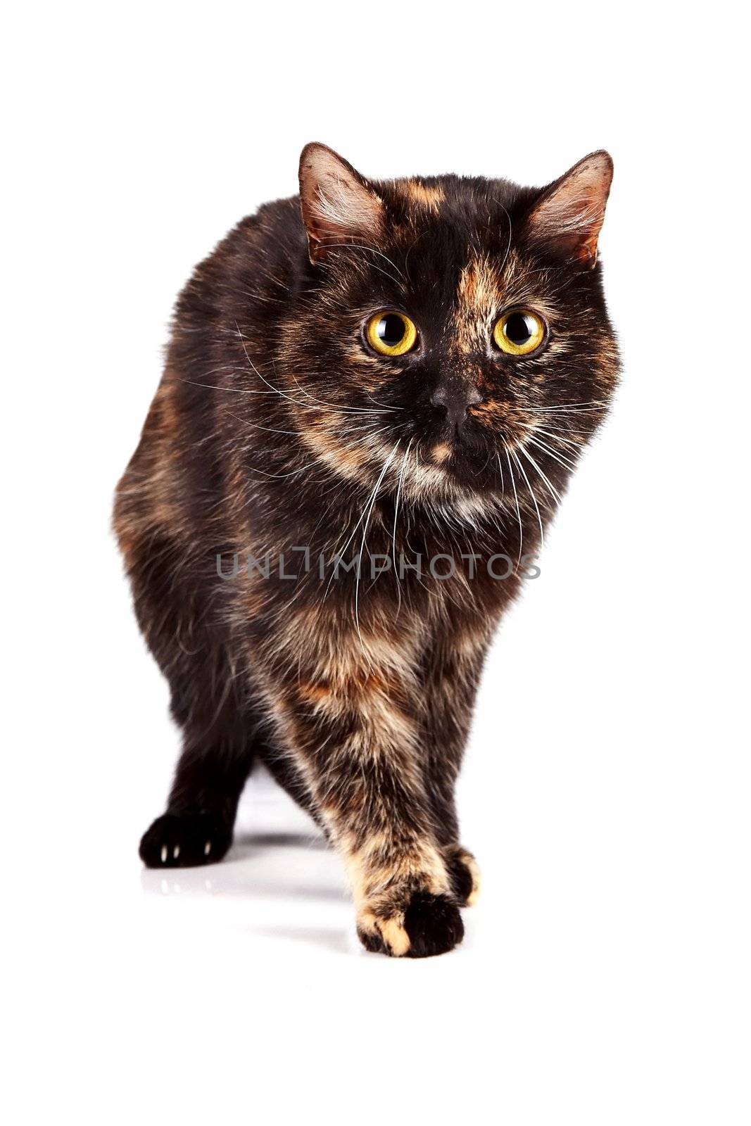 Careful cat on a white background