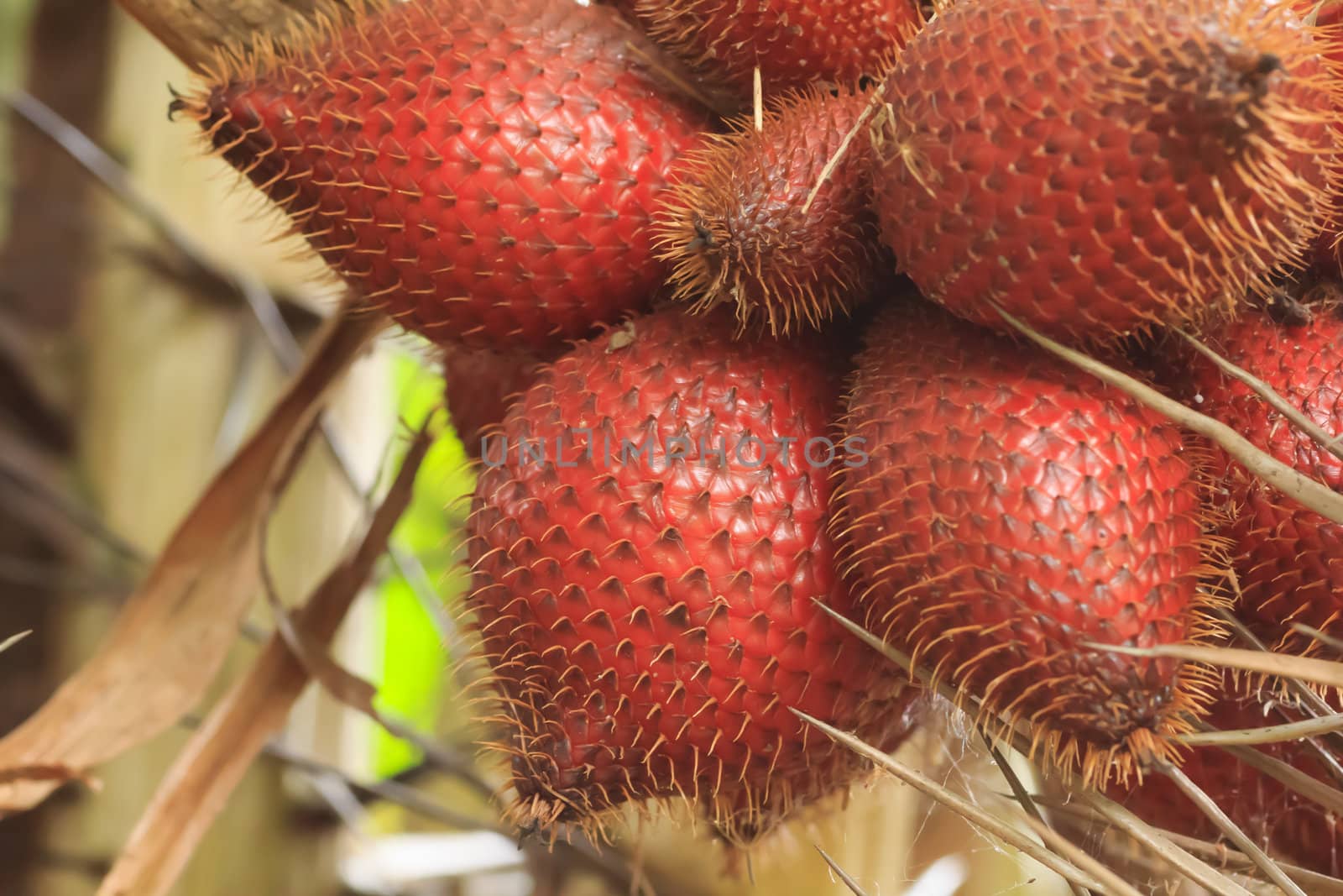 Zalacca (tropical fruit) on sales in the Thai market