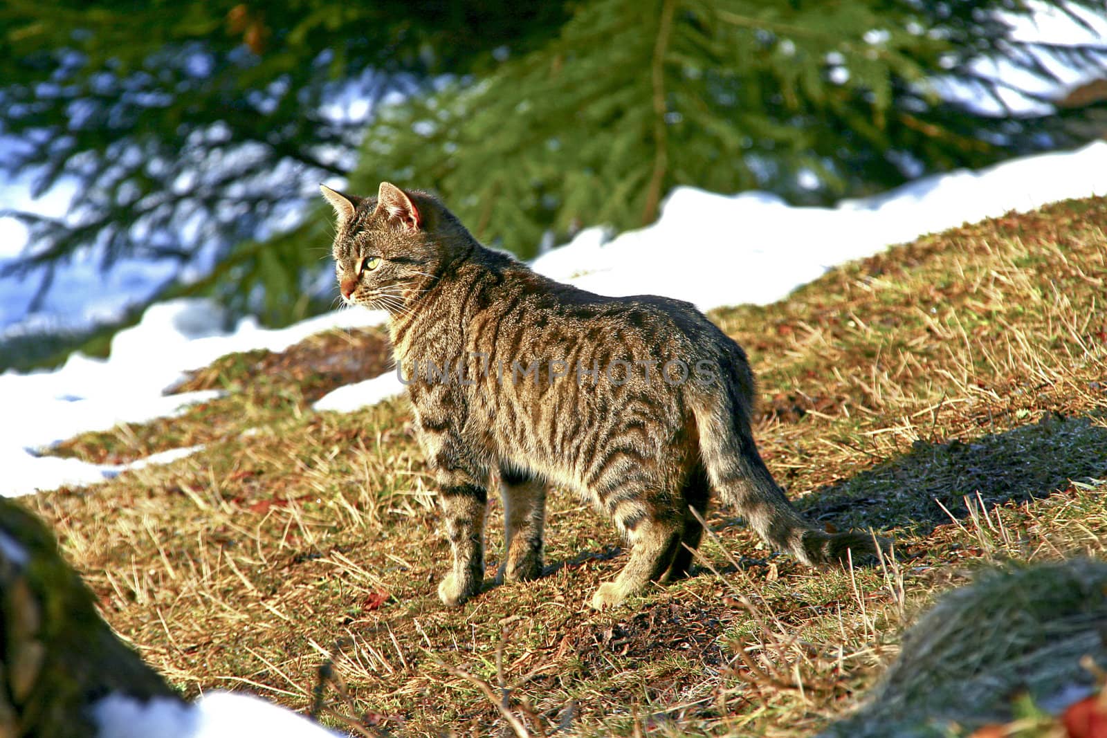 Cat under a pinewood by renegadewanderer
