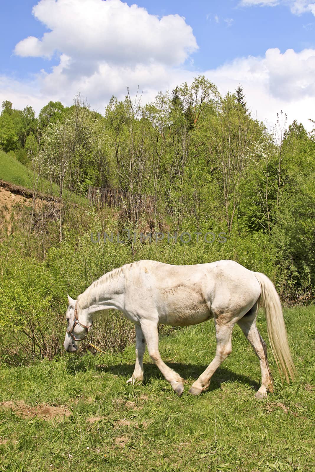 A single white horse on the meadow
