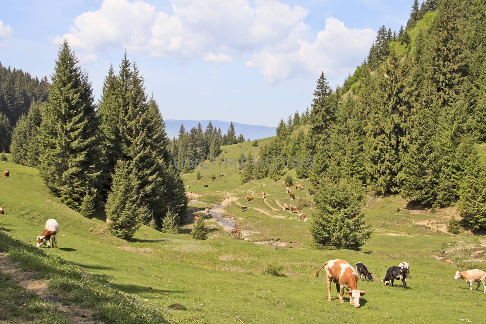 Landscape with grazing cows by renegadewanderer