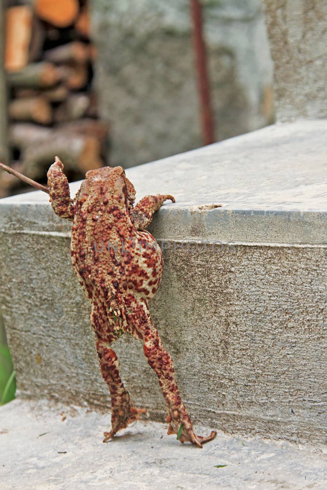 Shot of a big toad on a staircase