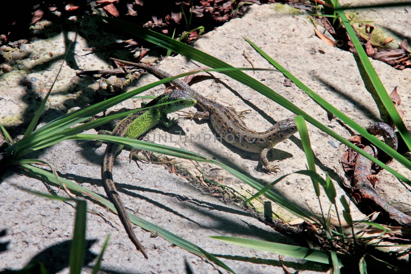 Two lizards sunbathing on a stone