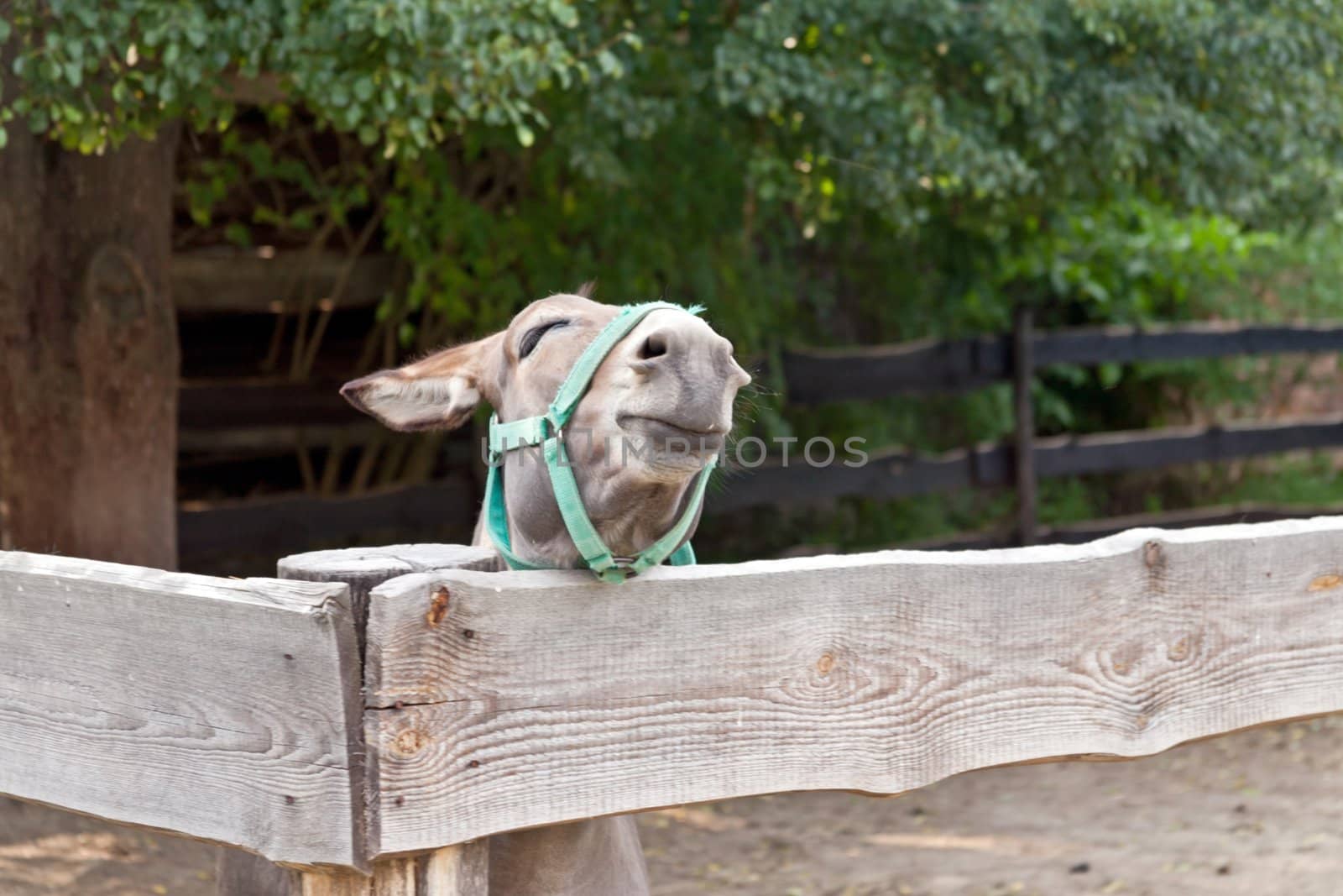 A single donkey in the wooden corral