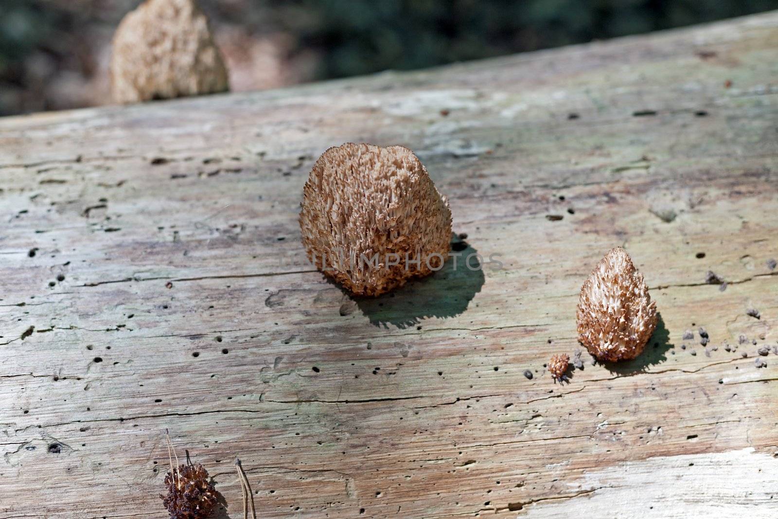 Strange-looking mushrooms on a tree log