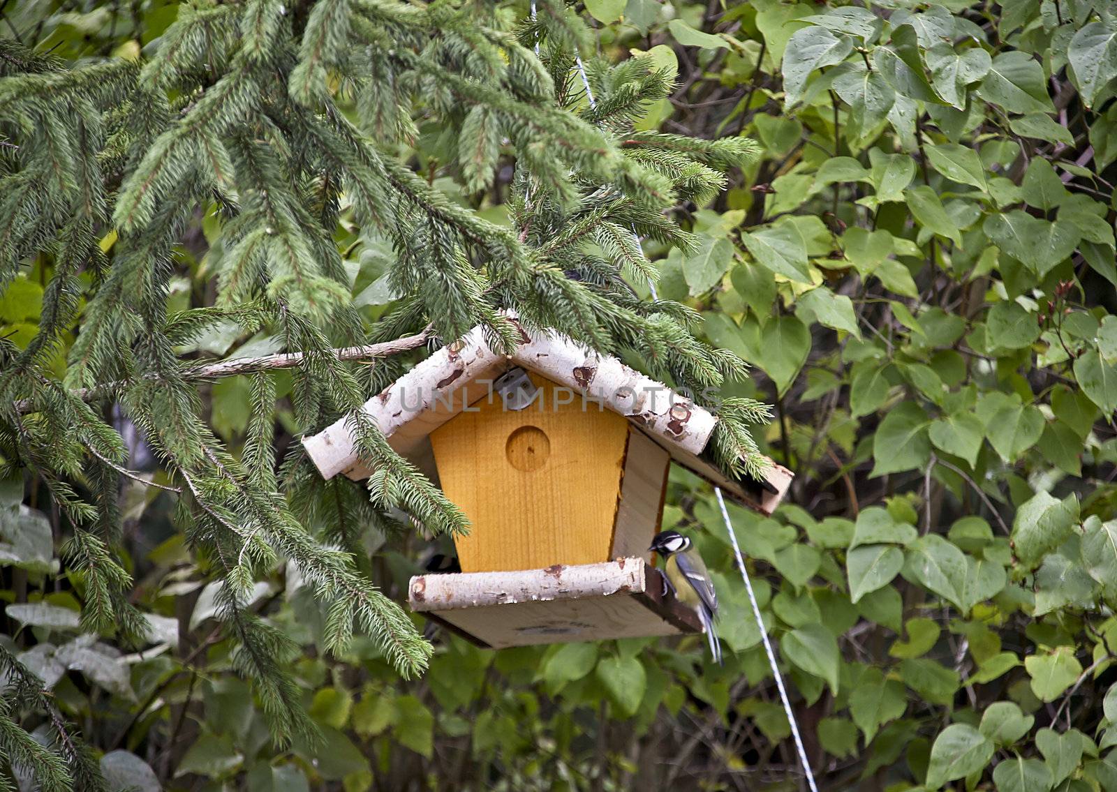 Bird feeder on a pine with a great tit