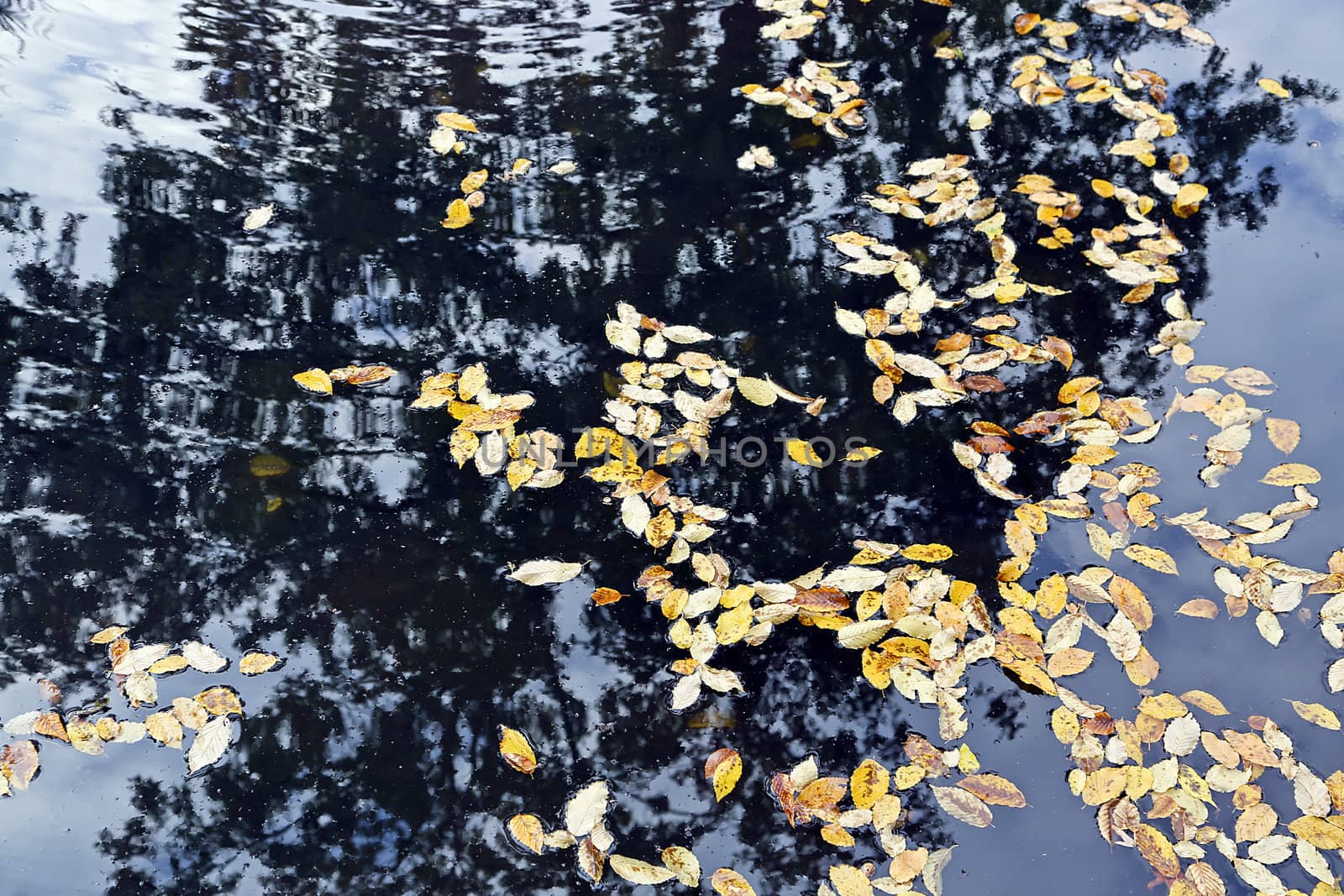 Reflection of a tree on the water surface with autumn leaves