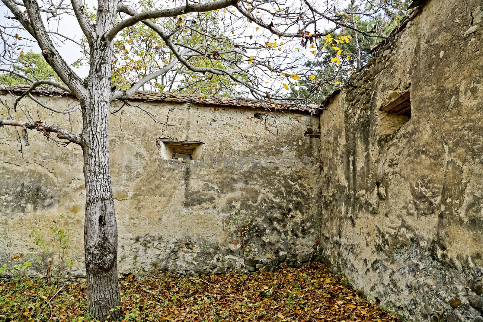 Walls of a garden with a tree