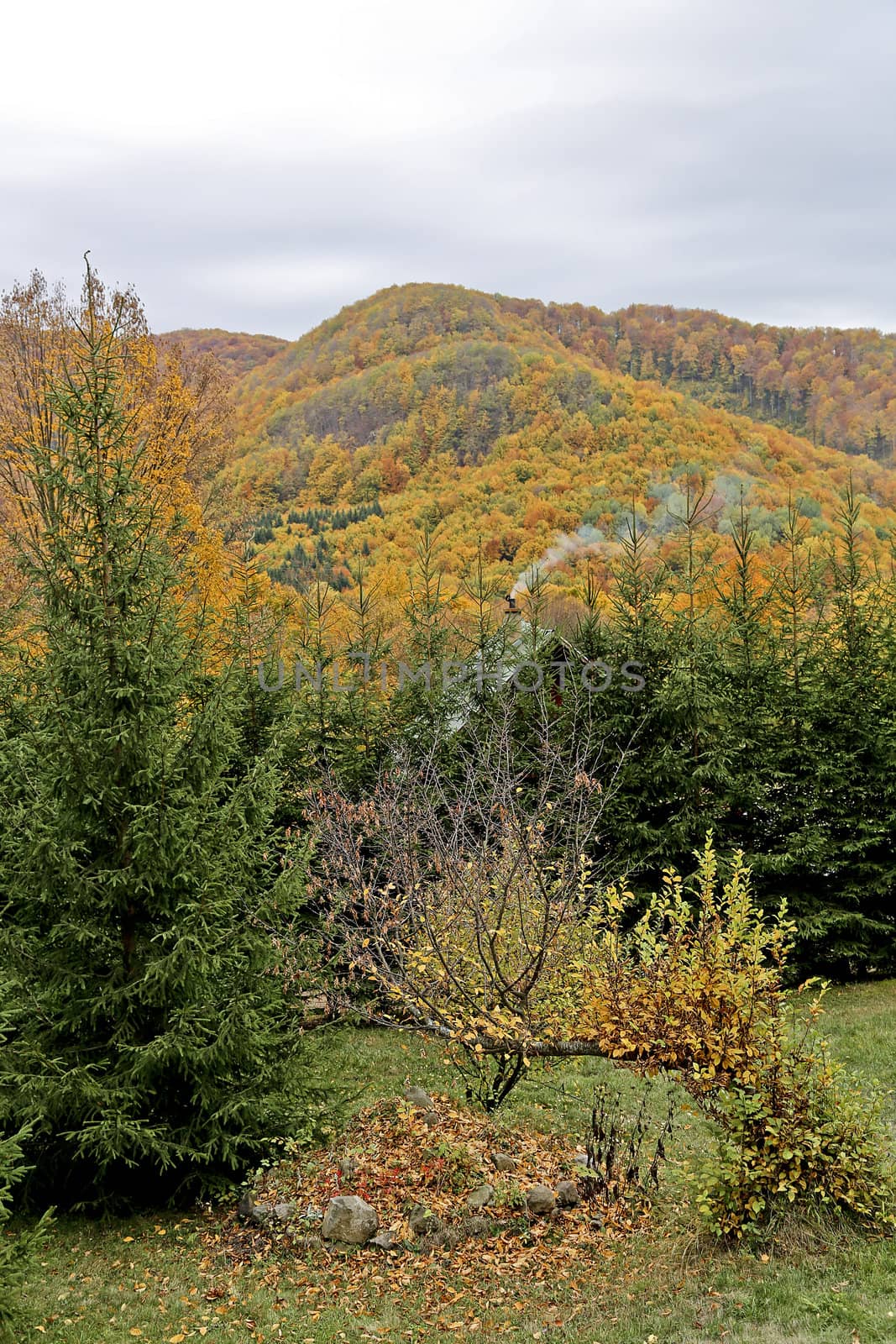 Autumn foliage in the mountains