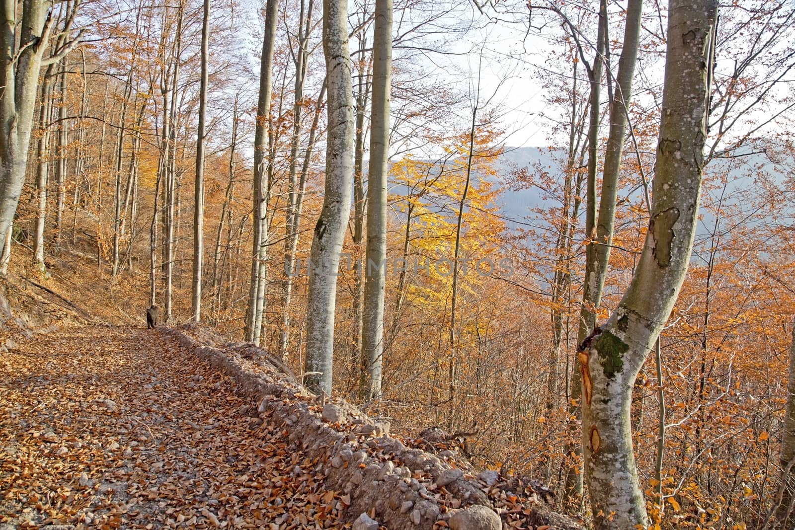 Autumnal wood by renegadewanderer