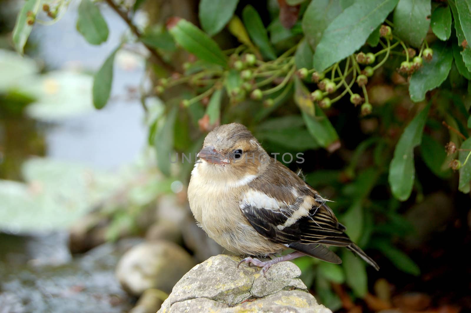 Young chaffinch standing alone on rock near a garden pond