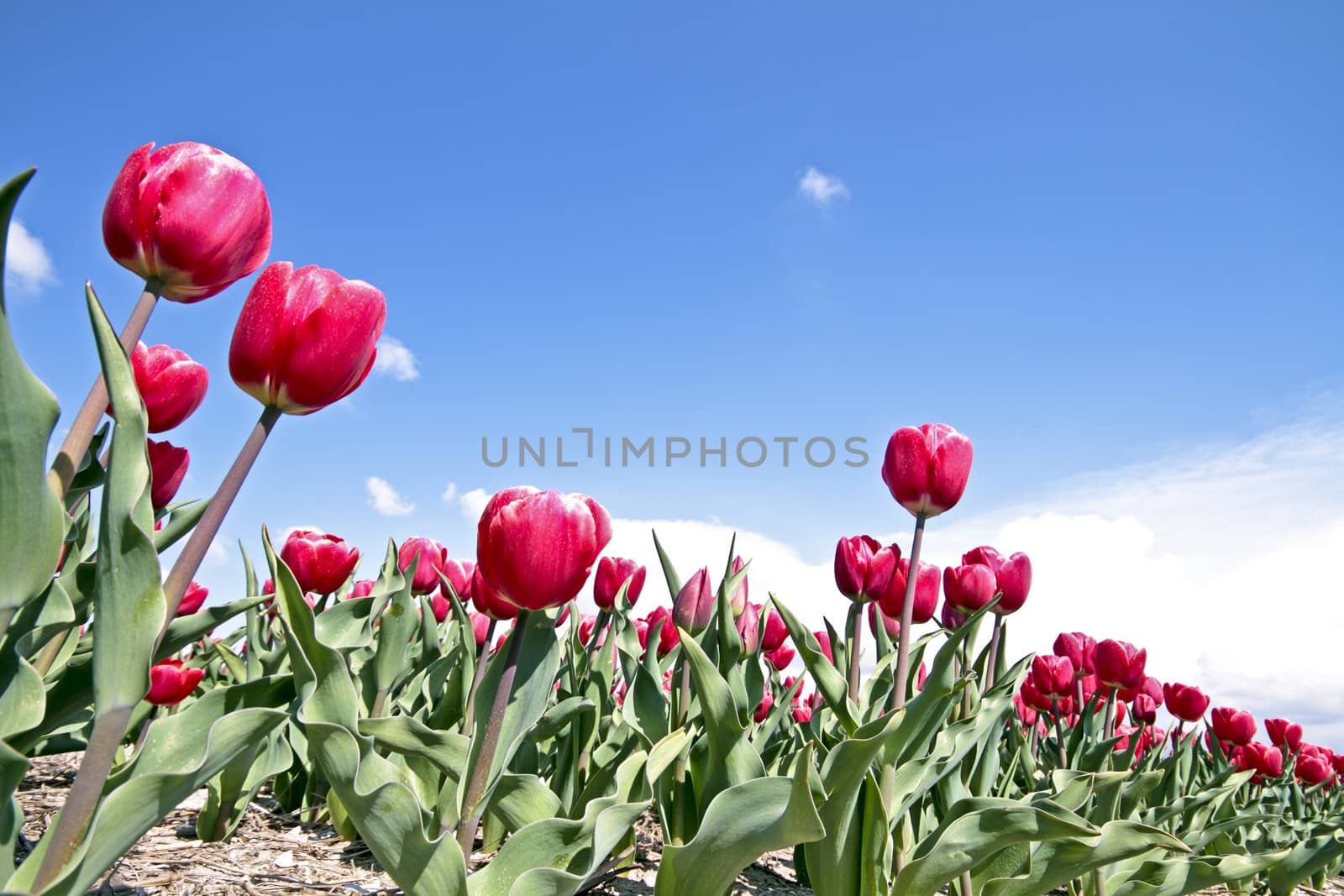 Tulips in the countryside from the Netherlands by devy