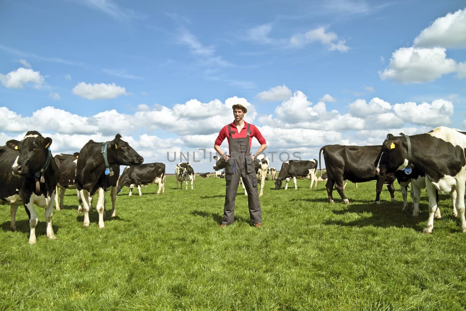 Young dutch farmer with his cows in the countryside by devy