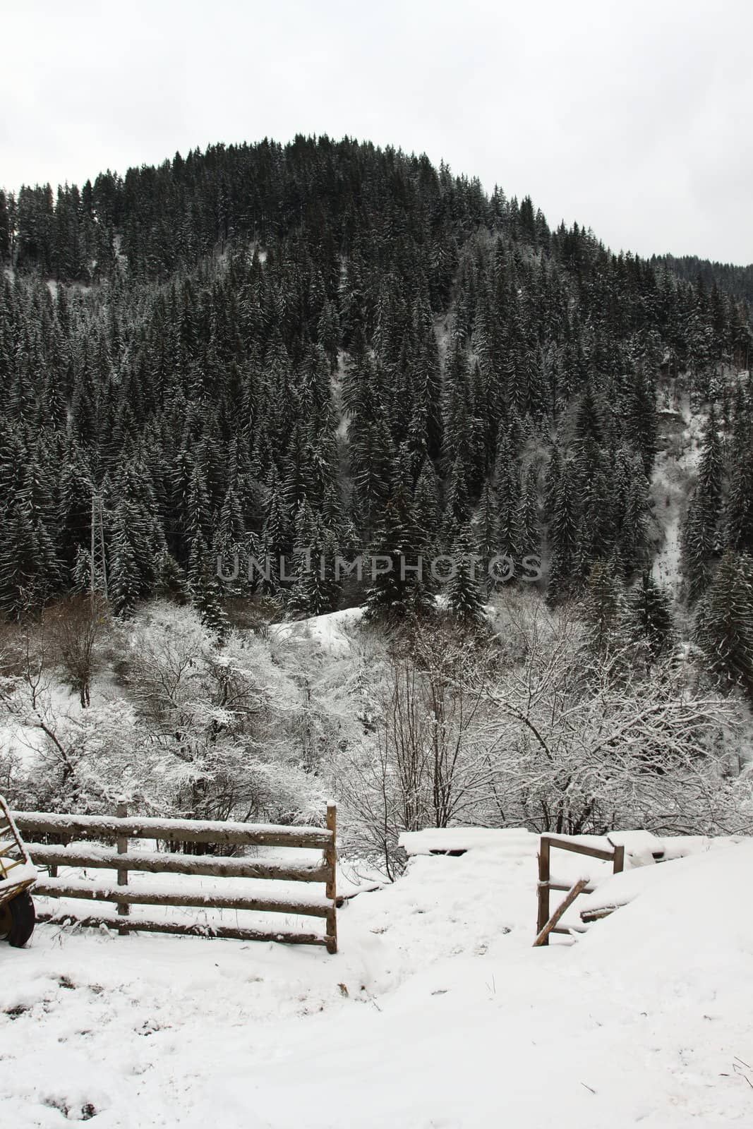 Winter landscape  by alexkosev