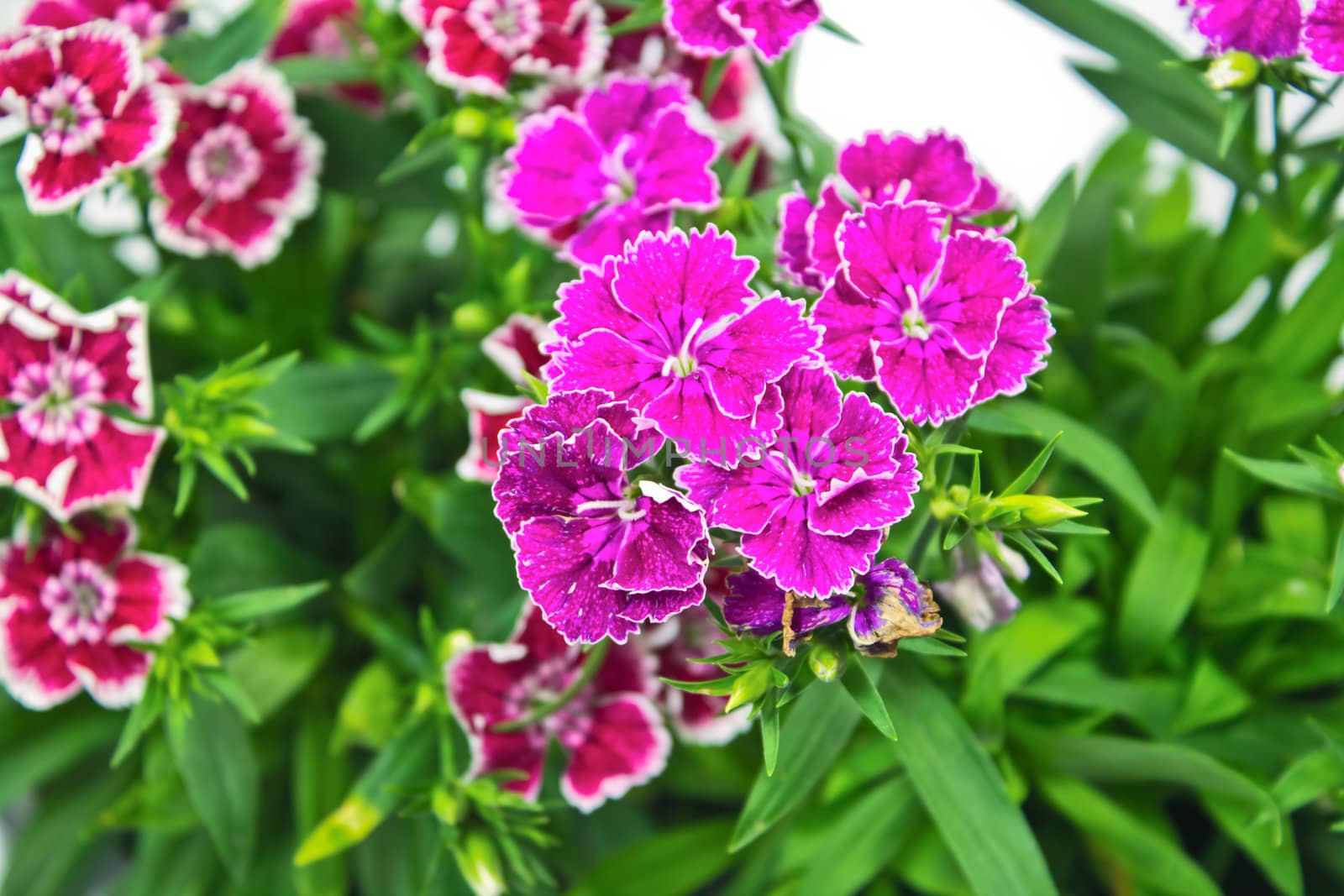 Flowerbed of Dianthus barbatus