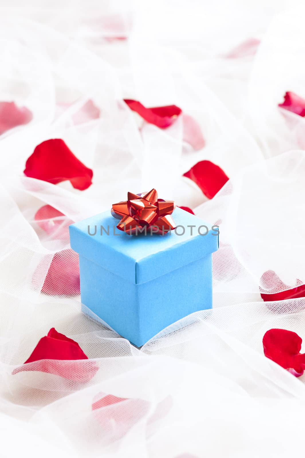 Blue Gift box with silver bow on wedding veil with rose petals