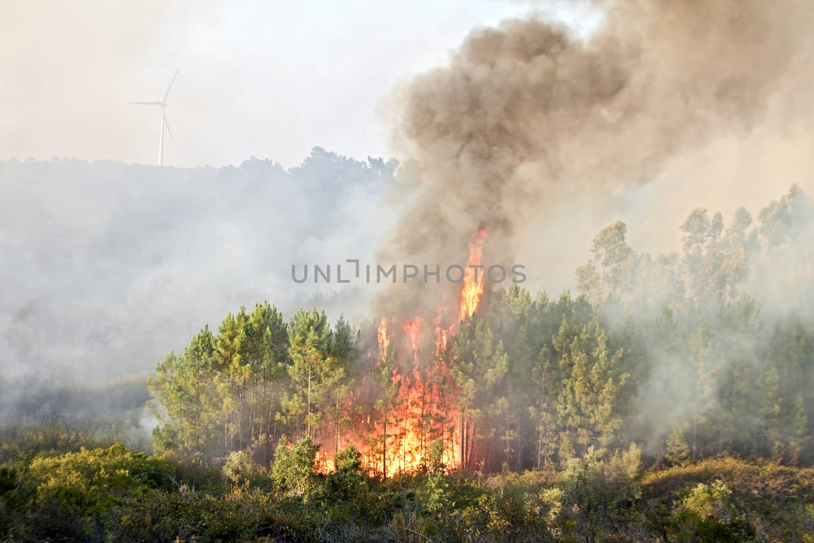 Big forest fire in the countryside from Portugal by devy