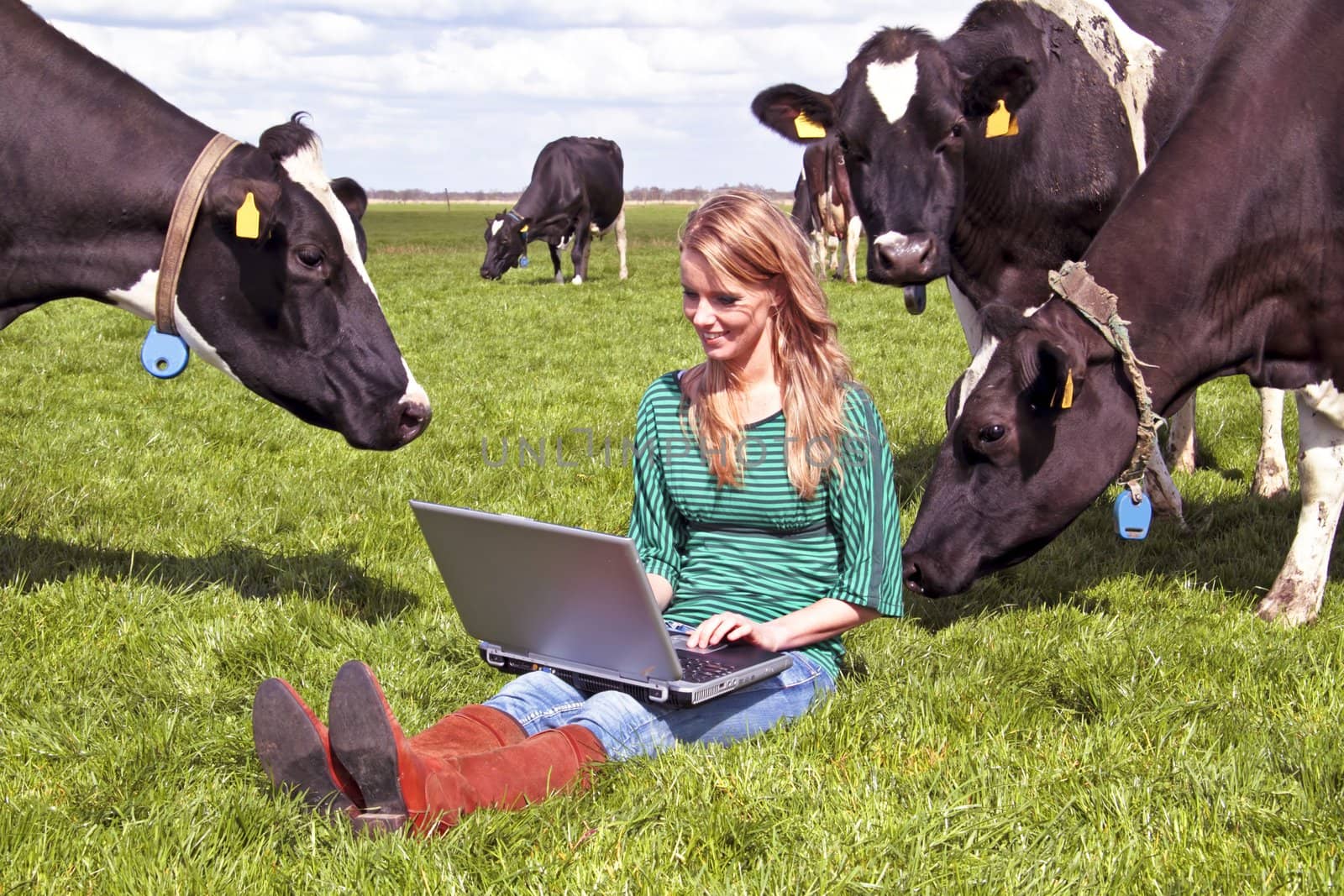 Young beautiful woman with her laptop between the cows
