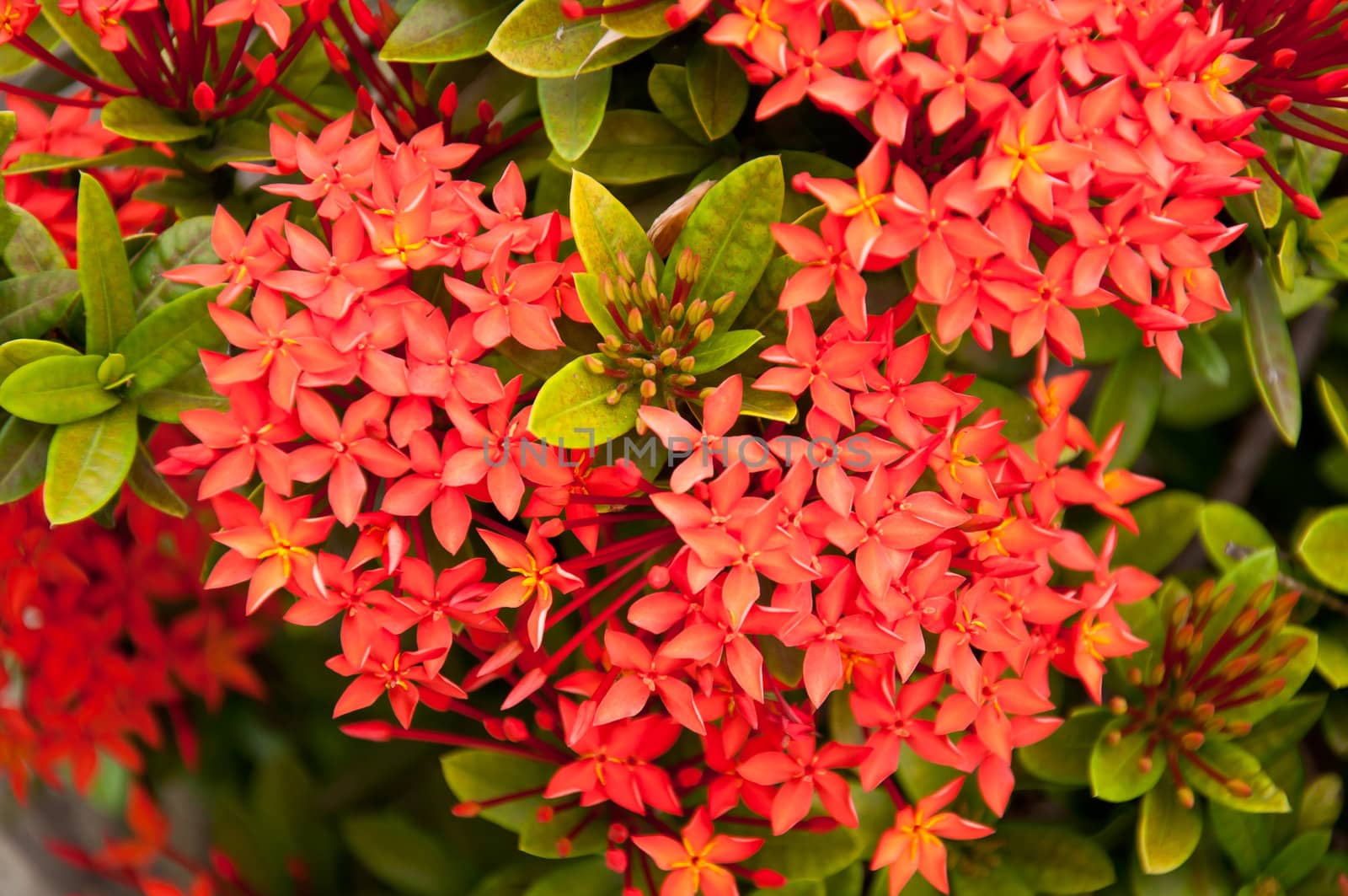 West Indian jasmine flower in the garden