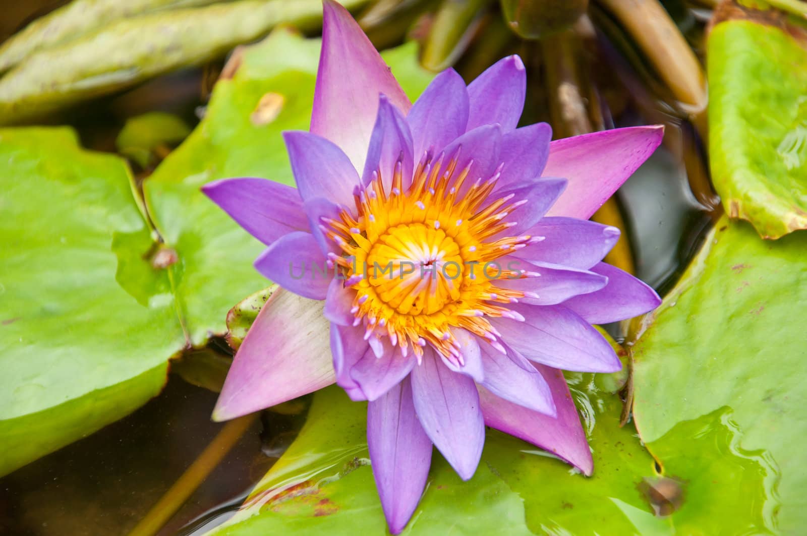 violet lotus in the garden