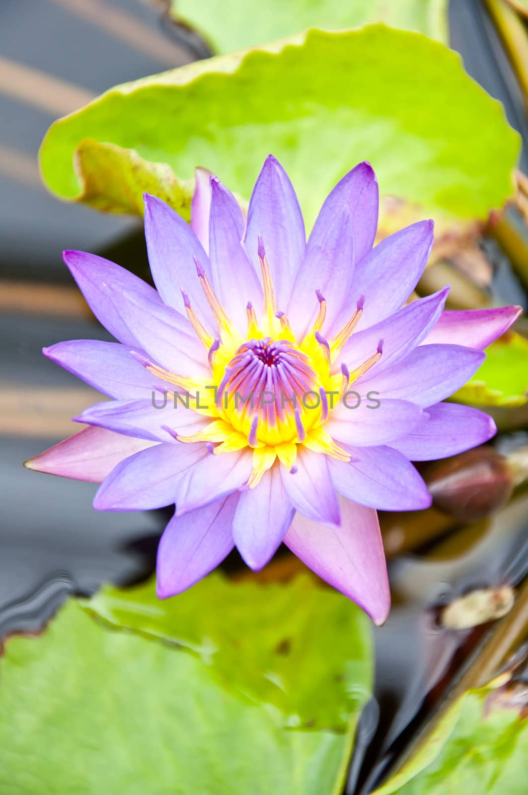 violet lotus in the garden