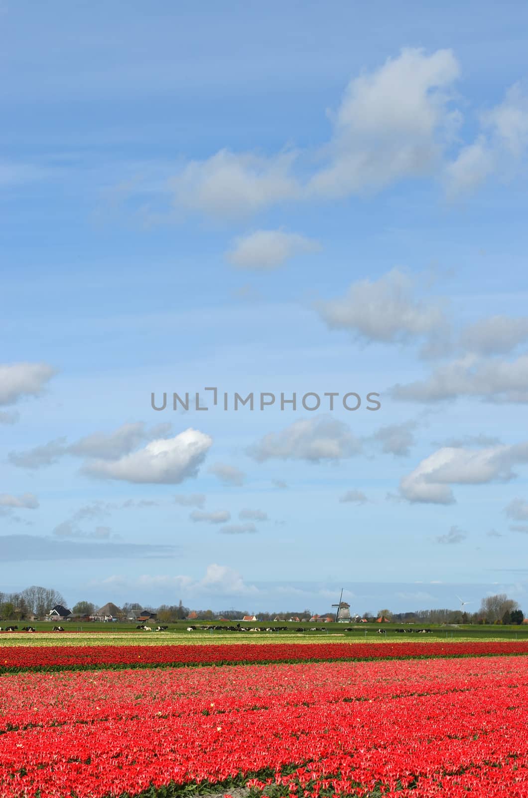 A field of red tulips and a windmill under a blue sky with clouds in Holland.