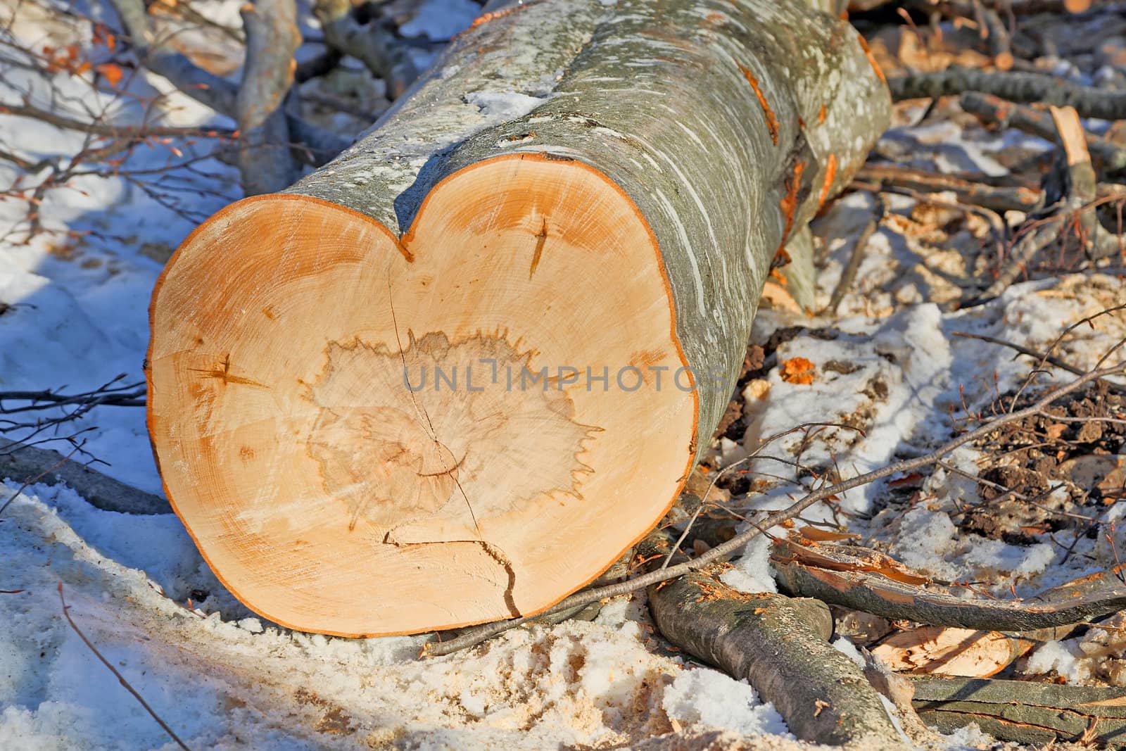 Heart-shaped trunk by renegadewanderer