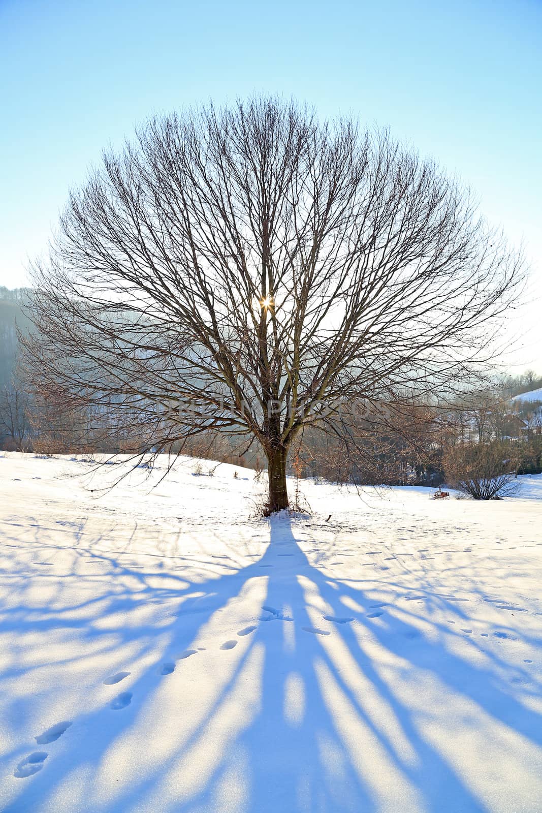 Lonely tree by renegadewanderer