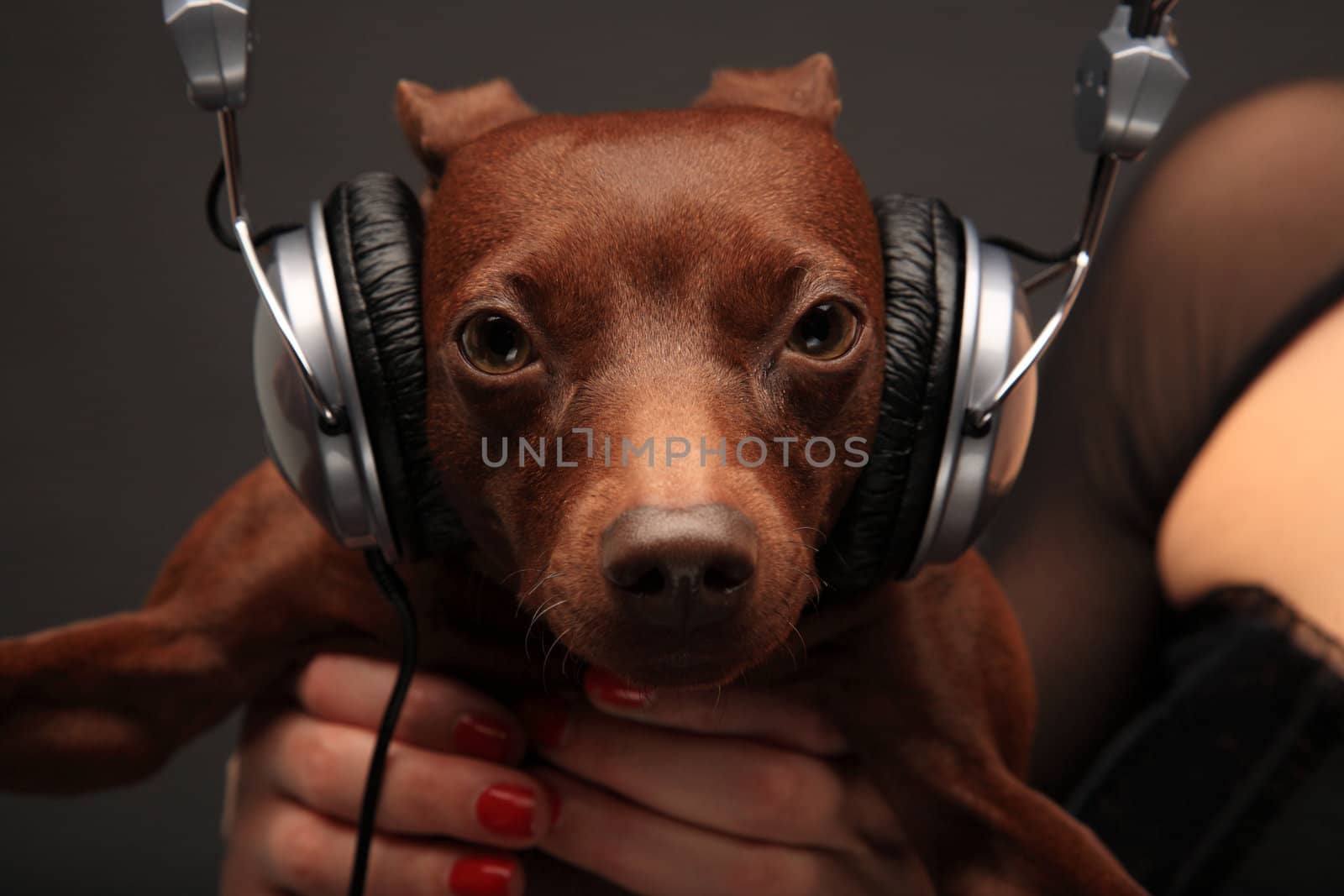 portrait of dog with headphones by smoxx