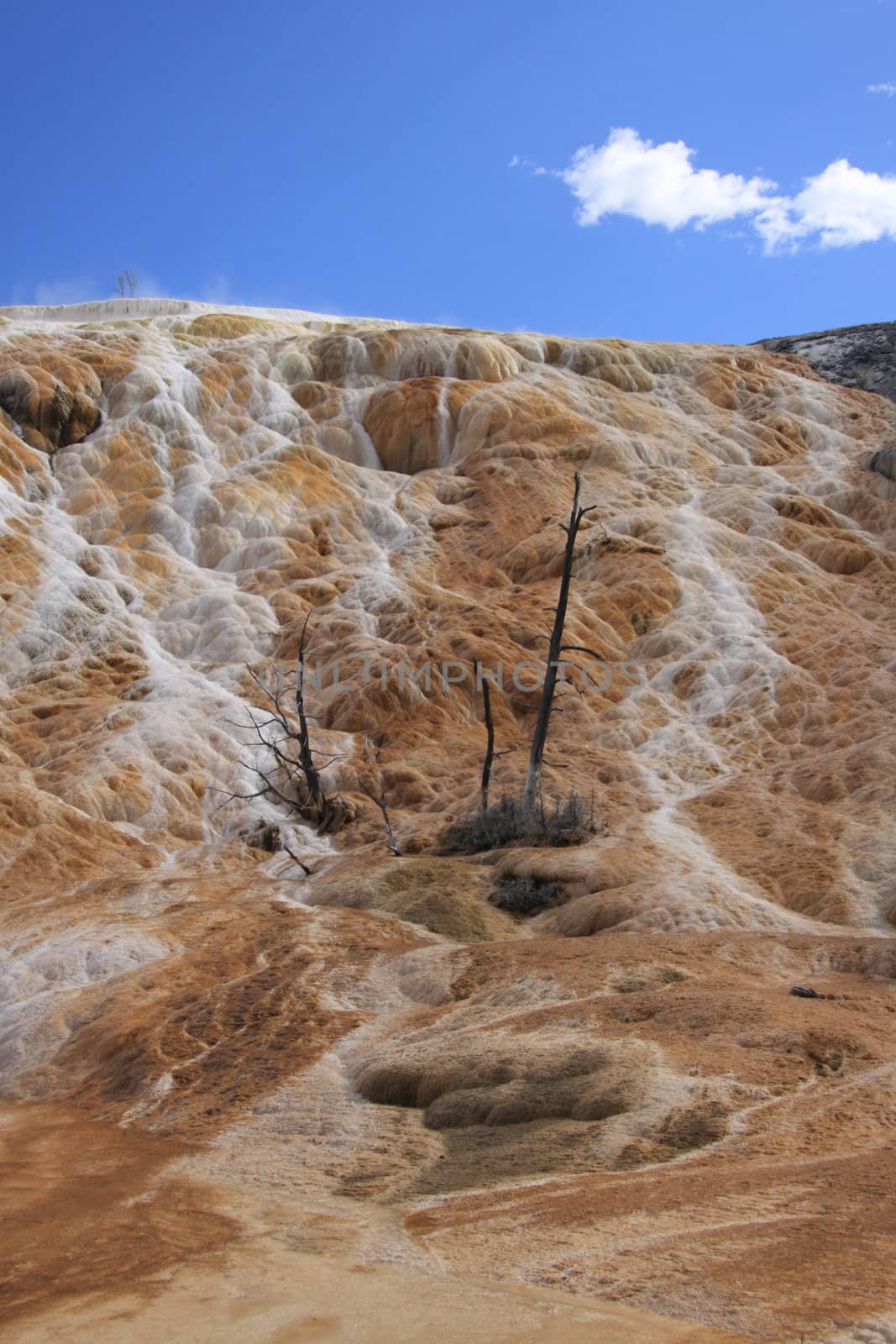 Mammoth Hot Springs with dead trees in Yellowstone national park 
