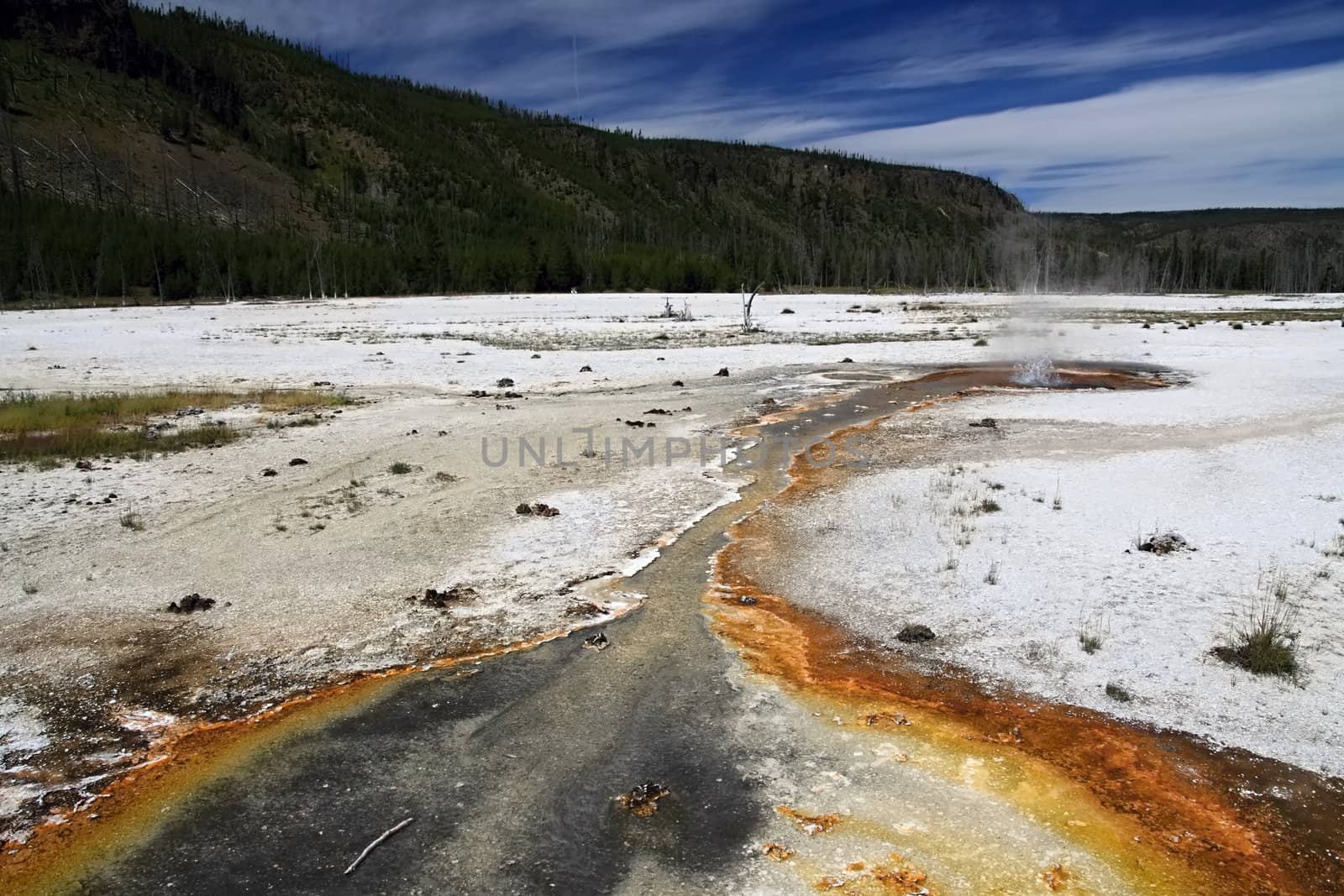 Plumes of steam soar  above  meadows as geysers erupt in Yellowstone National Park

