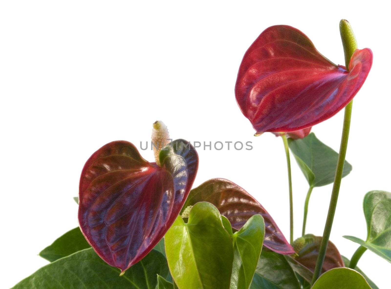 detail of a red Flamingo Flower in white back