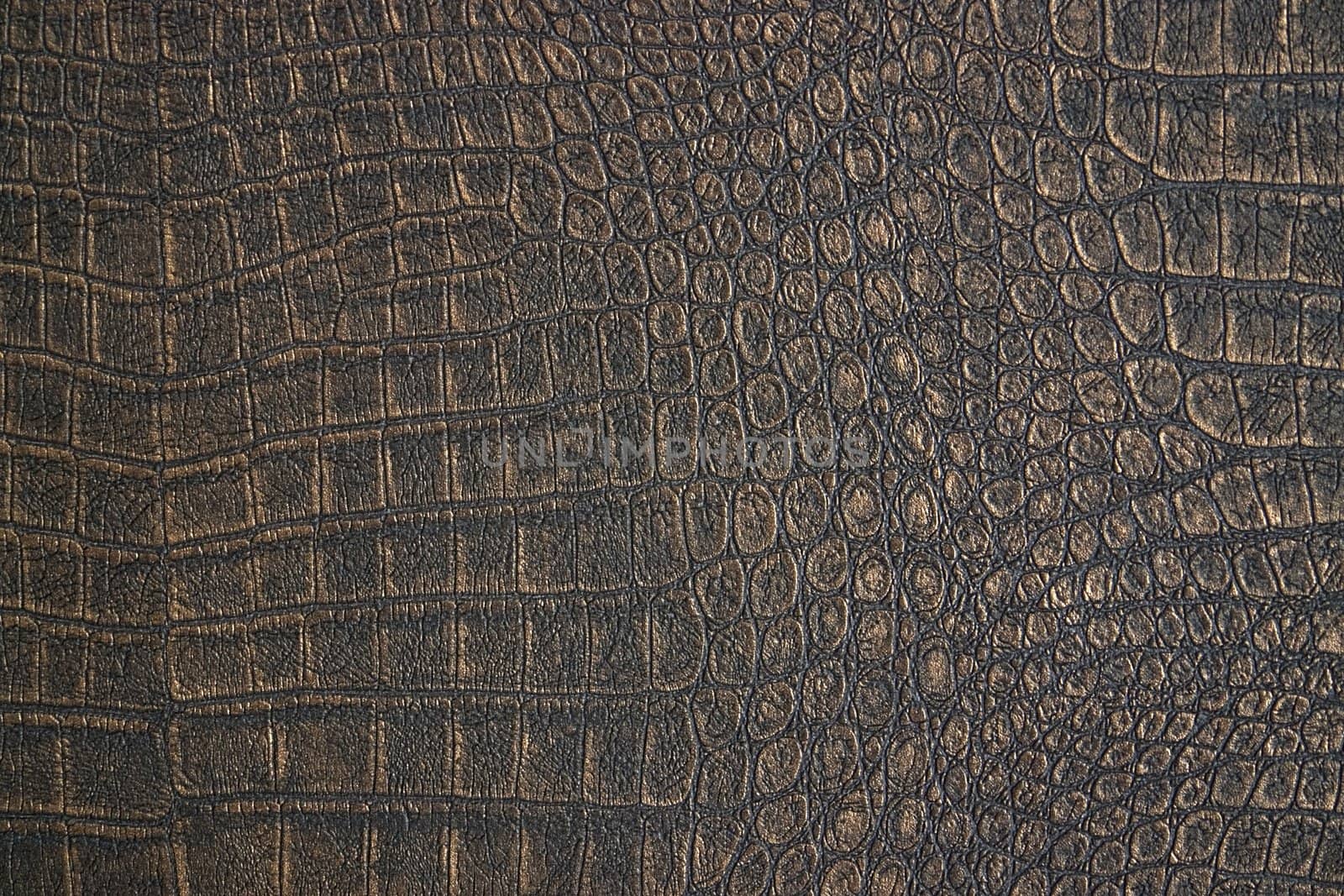 scales detail by gewoldi