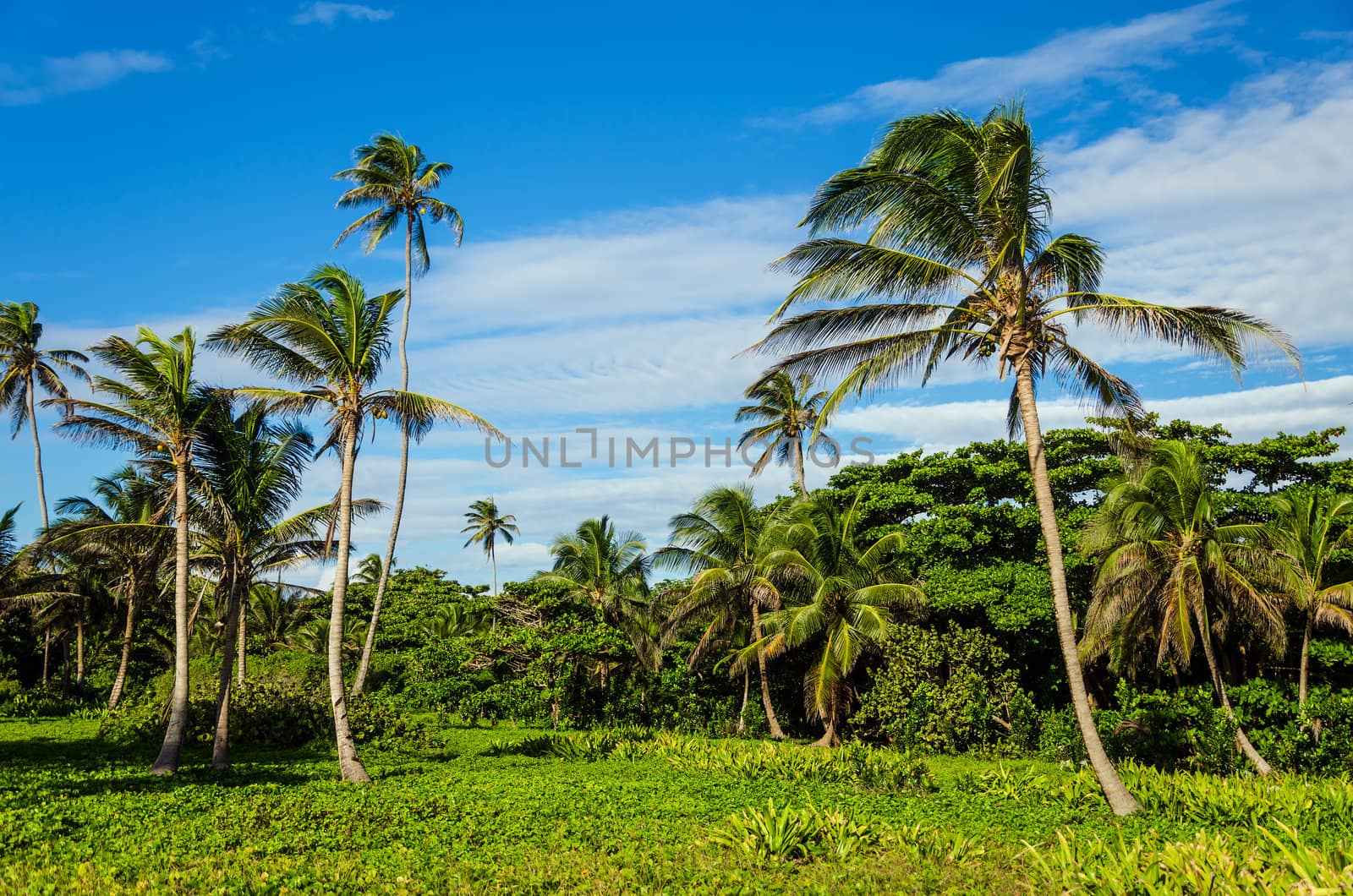 Green tropical clearing with palm trees in San Andres, Colombia