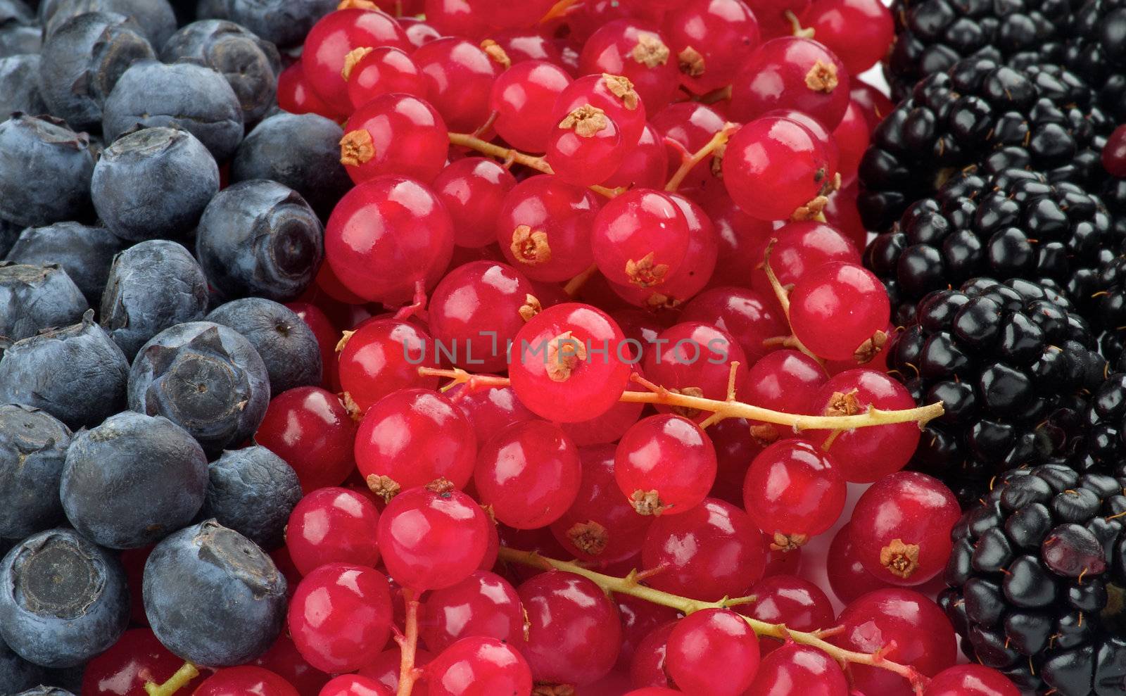Background of Various Berries with Blackberry, Red Currant and Blueberry in a Row closeup