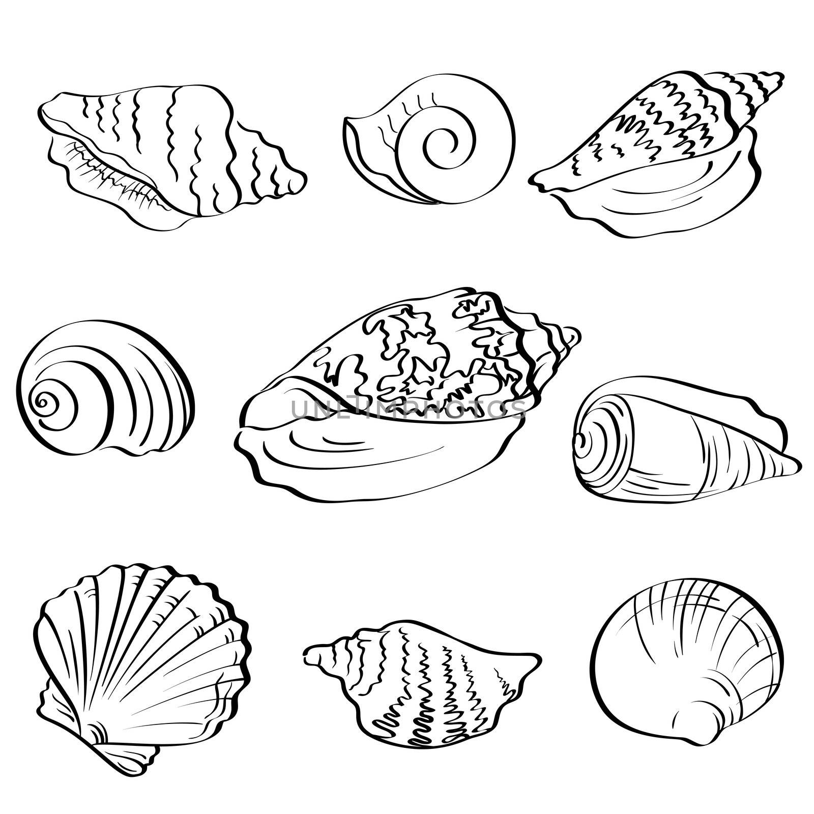 Set different marine seashells, black contour on white background.