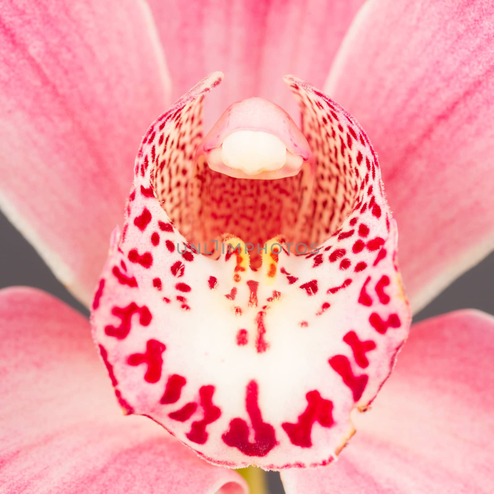 Colorful pink orchid by michaklootwijk