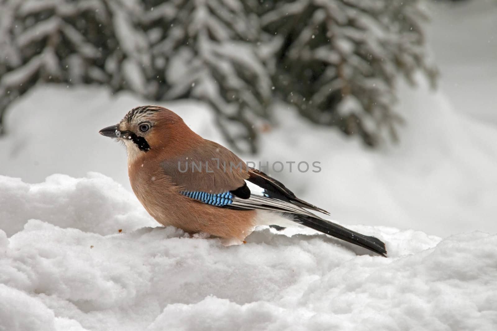 Eurasian Jay sitting in the snow by renegadewanderer