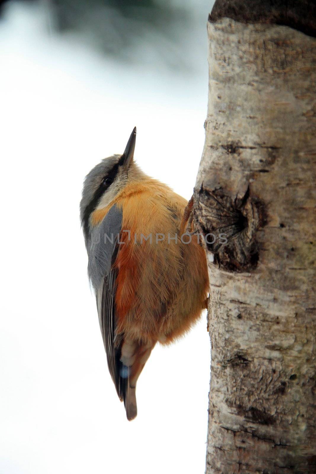 Close-up of an Eurasian Nuthatch climbing up a tree