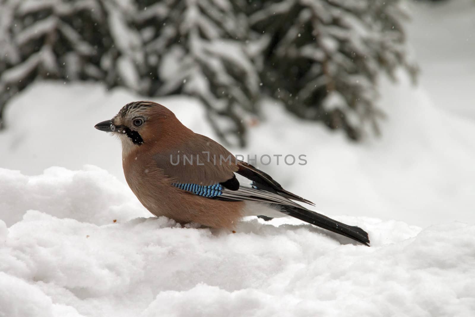 Close-up of an Eurasian Jay sitting in the snow