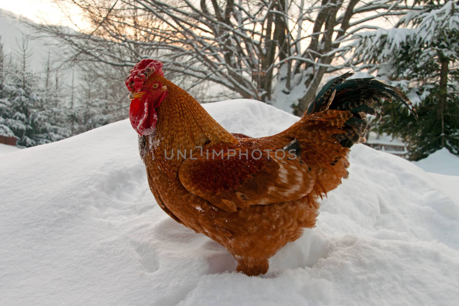 A rooster standing in the snow by renegadewanderer