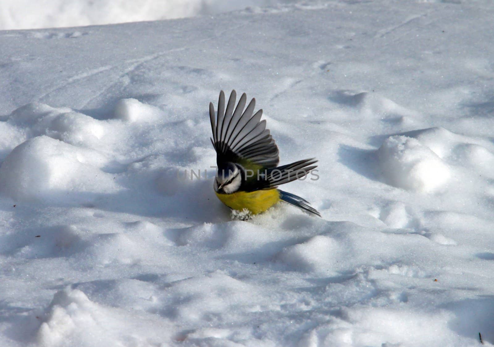 A Great Tit is bathing in the snow