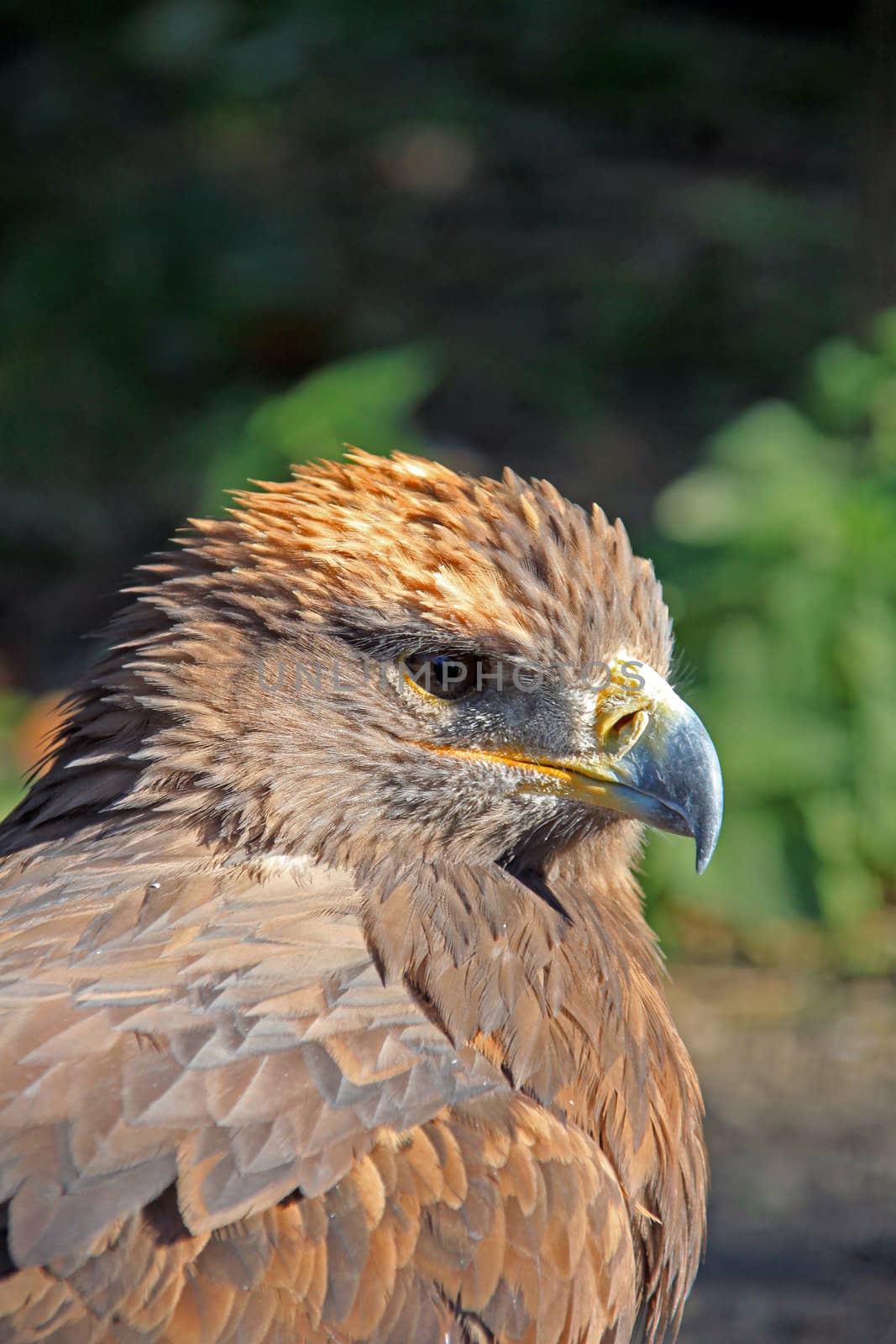 Steppe Eagle by renegadewanderer