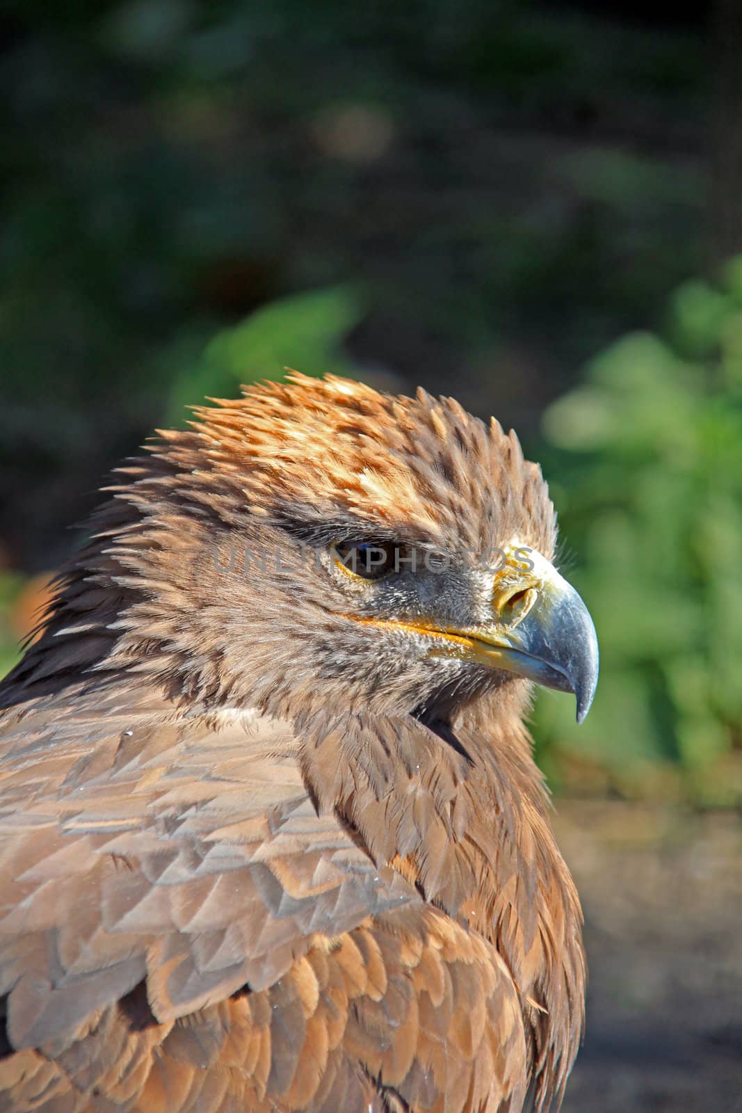 A Steppe Eagle enjoying the autumn sun.