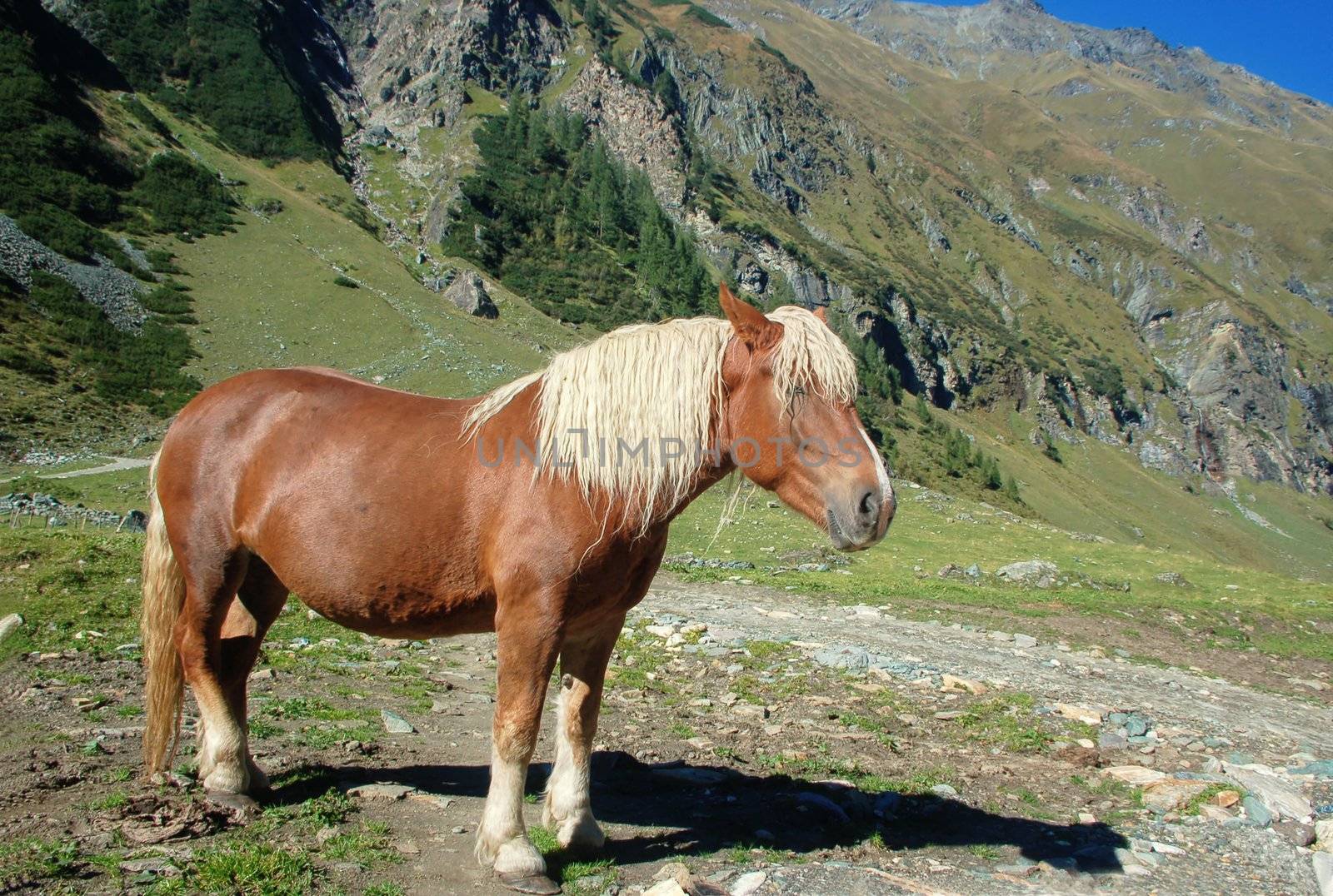 Beautiful Icelander Horse in the austrian Alps