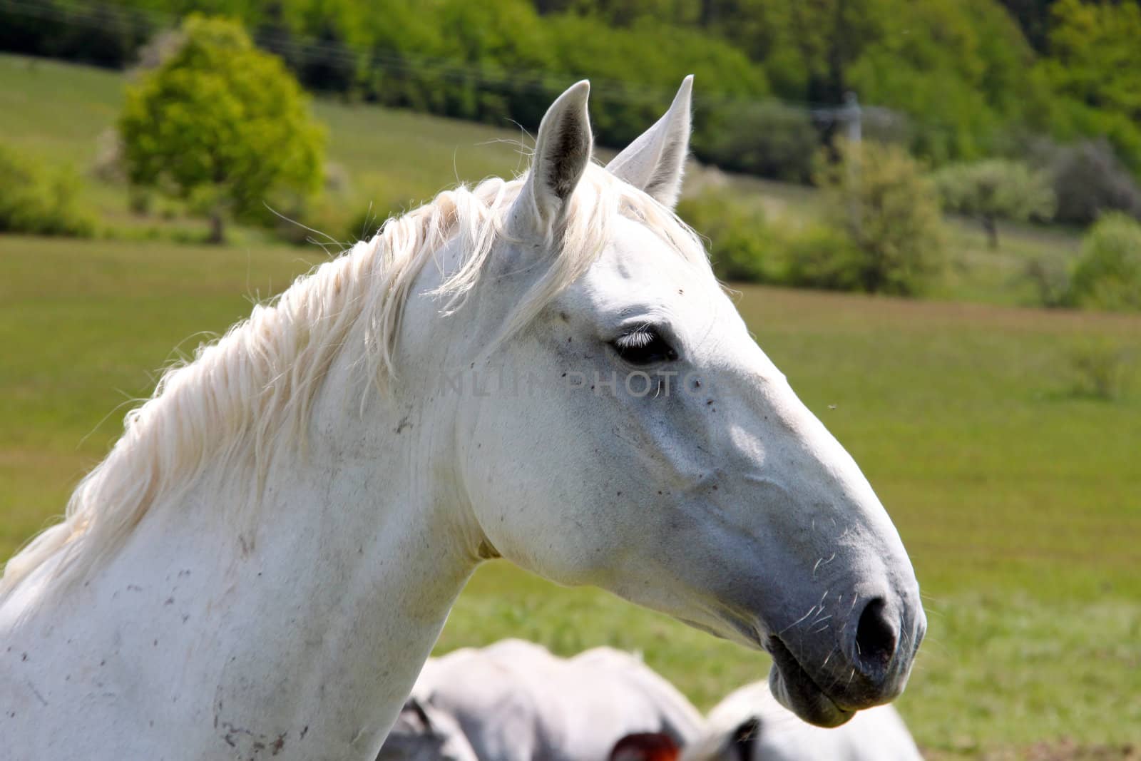 A white horse is passing by the camera
